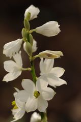 Chlorophytum tuberosum