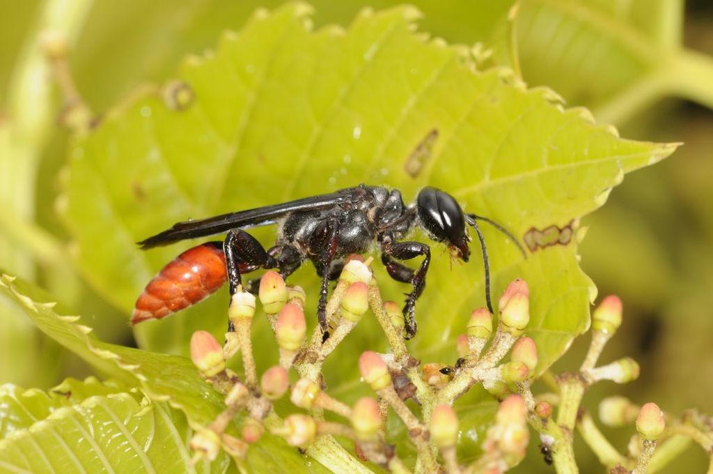Isodontia edax