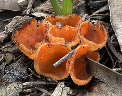 Pulvinula archeri