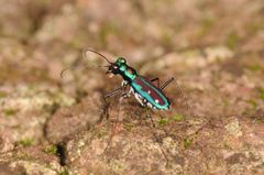 Jansenia azureocincta