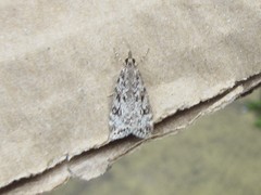 Eudonia truncicolella