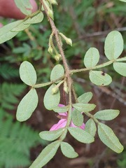 Boronia fraseri