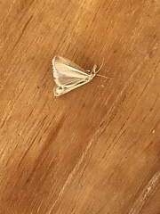 Agriphila selasella