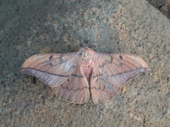 Cricula trifenestrata