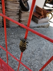 Chalcophora detrita