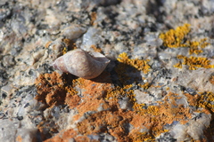 Phasianella australis