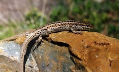 Ophisops elegans