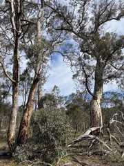 Eucalyptus wandoo
