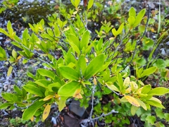 Rhododendron simsii