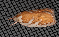 Euchaetis rhizobola