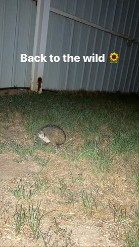 Desert Hedgehog