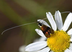 Nemophora fasciella