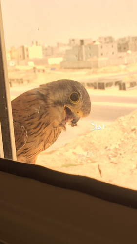 Eurasian Kestrel