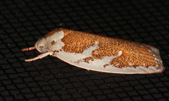 Euchaetis rhizobola