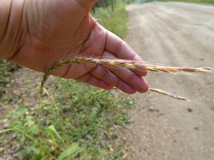 Elymus caninus
