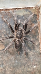 Ceratogyrus dolichocephalus