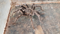 Ceratogyrus dolichocephalus