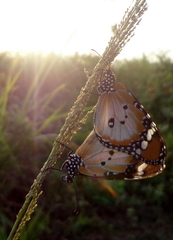 Danaus chrysippus