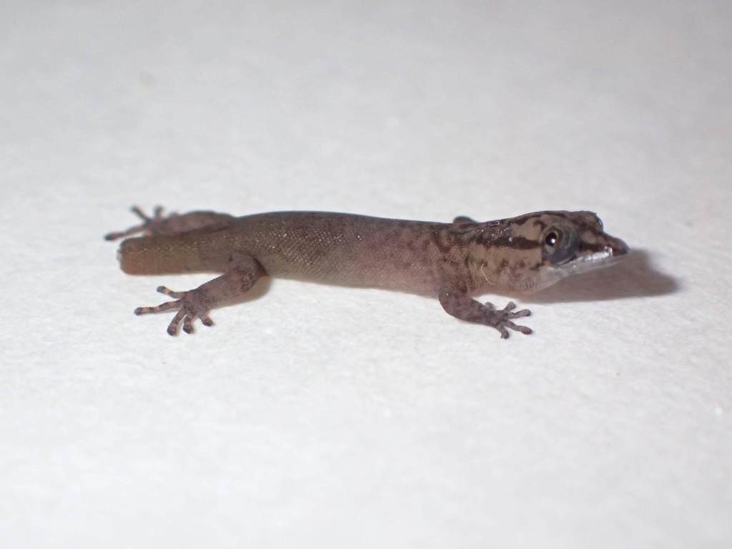 Peninsula Least Gecko