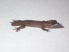 Sphaerodactylus clenchi