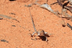 Ctenophorus spinodomus