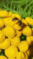 Colletinae