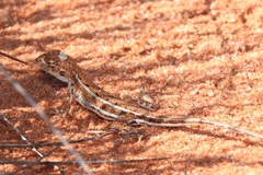 Ctenophorus spinodomus