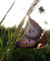 Danaus chrysippus