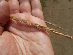 Elymus caninus