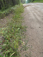 Elymus caninus