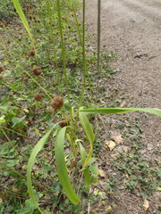 Elymus caninus