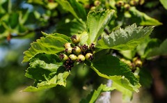 Crataegus chlorosarca
