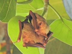 Myotis formosus flavus