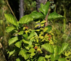 Crataegus chlorosarca