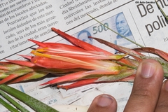 Pitcairnia robert-downsii