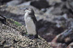 Spheniscus mendiculus