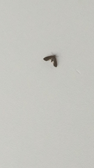 Lepidoptera