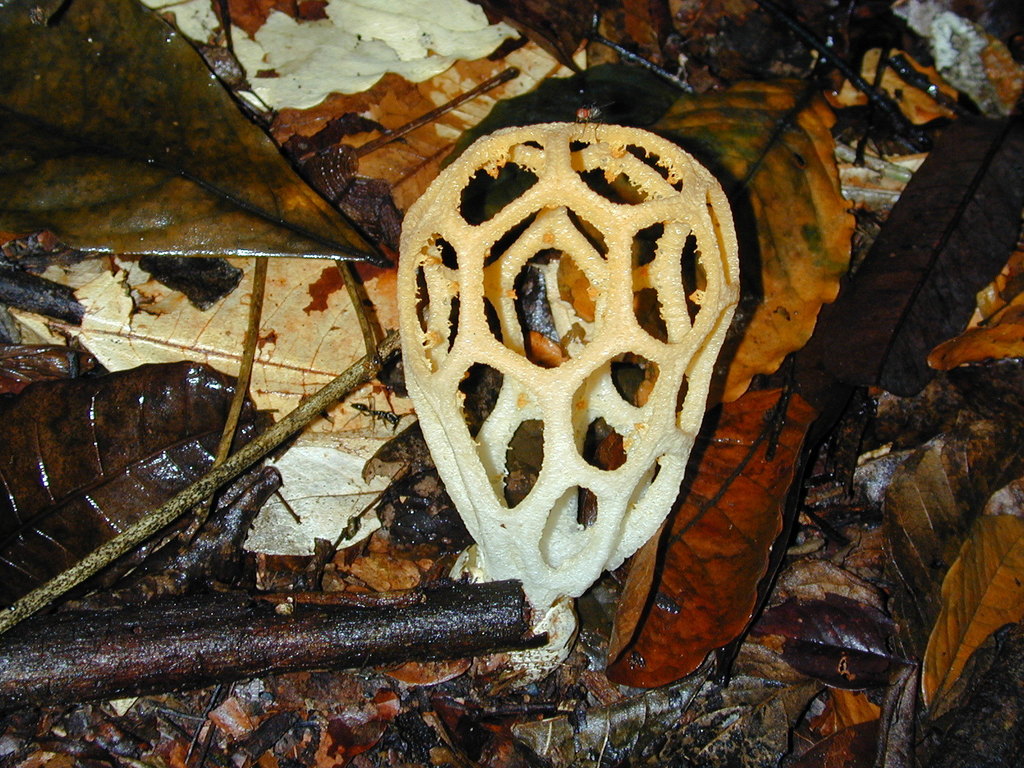 Clathrus chrysomycelinus · December 2001 · photo: © jcsvenning (iNaturalist, cc0)