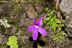 Pinguicula oblongiloba