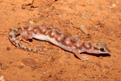 Rhynchoedura