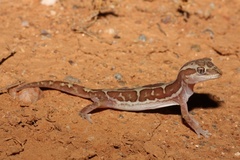 Lucasium steindachneri