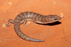 Eremiascincus richardsonii