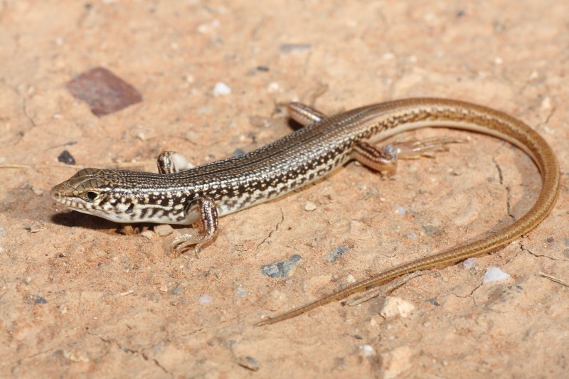 Spotted Ctenotus