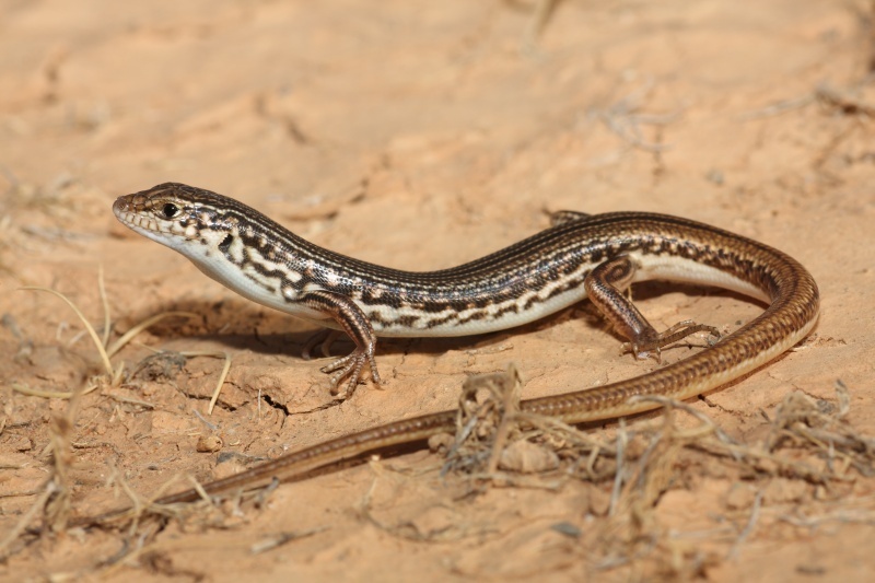Eastern Barred Wedge-snout Ctenotus