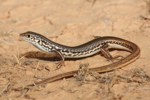 Eastern Barred Wedge-snout Ctenotus, Ctenotus strauchii
