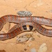 Eastern Shovel-nosed Snake - Photo (c) dhfischer, some rights reserved (CC BY-NC), uploaded by dhfischer