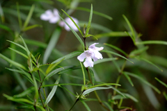 Westringia blakeana