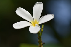 Plumeria obtusa