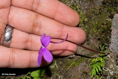 Pinguicula oblongiloba
