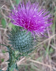Cirsium vulgare